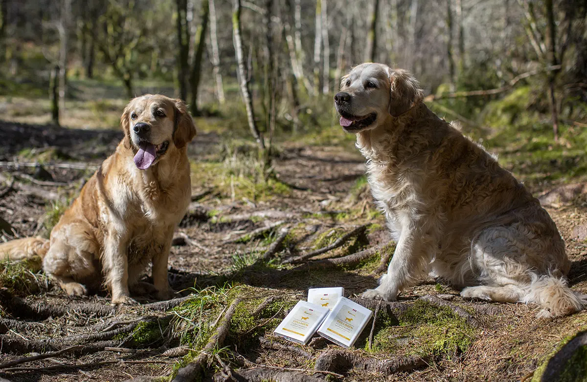 Collagen for Hund